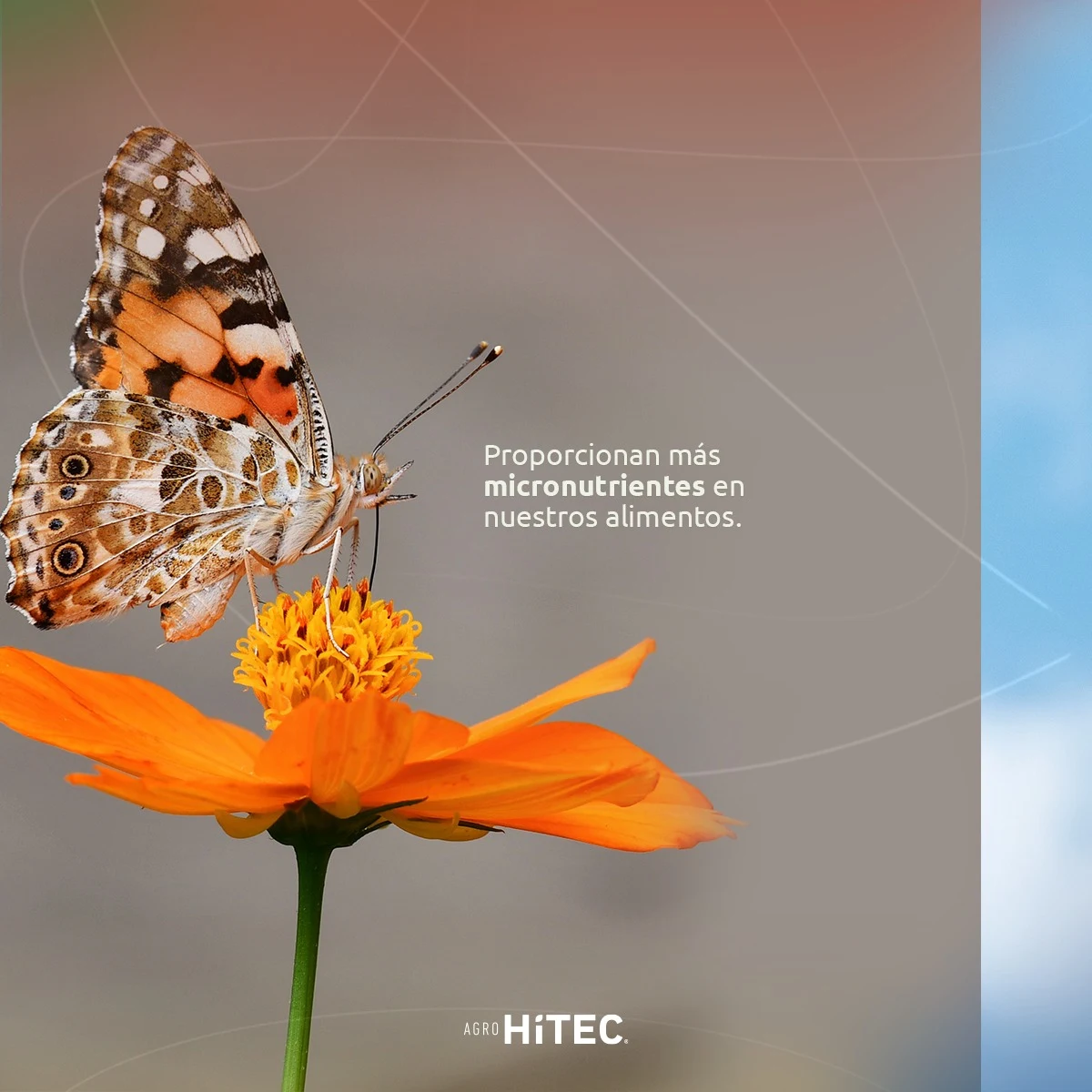 Pieza aportada sobre mariposas
