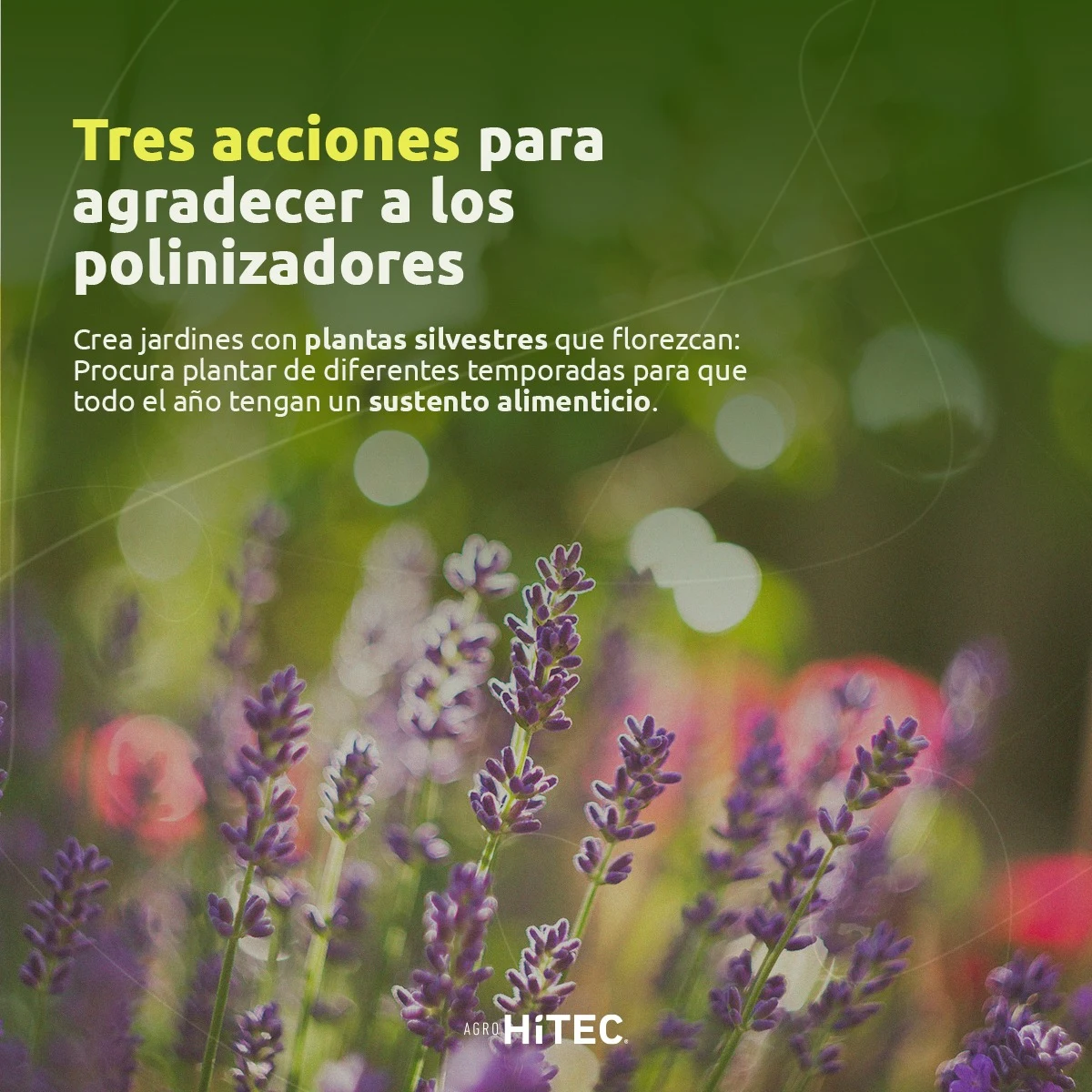 Pieza informativa aportada por AgroHiTEC: Jardines para polinizadores