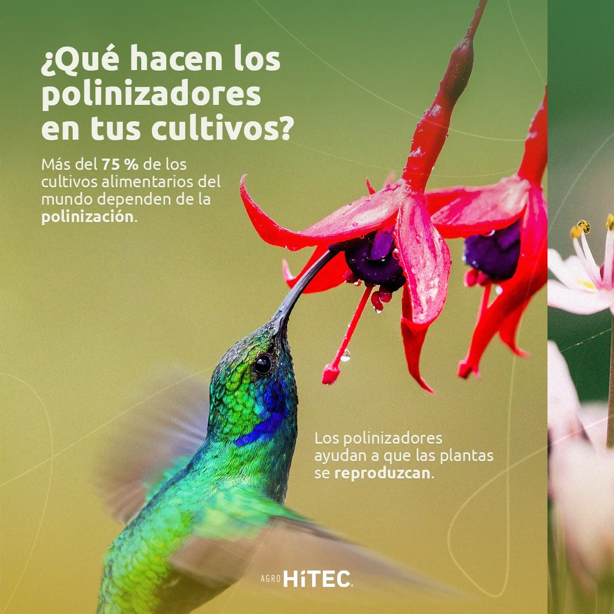 Pieza aportada sobre colibríes