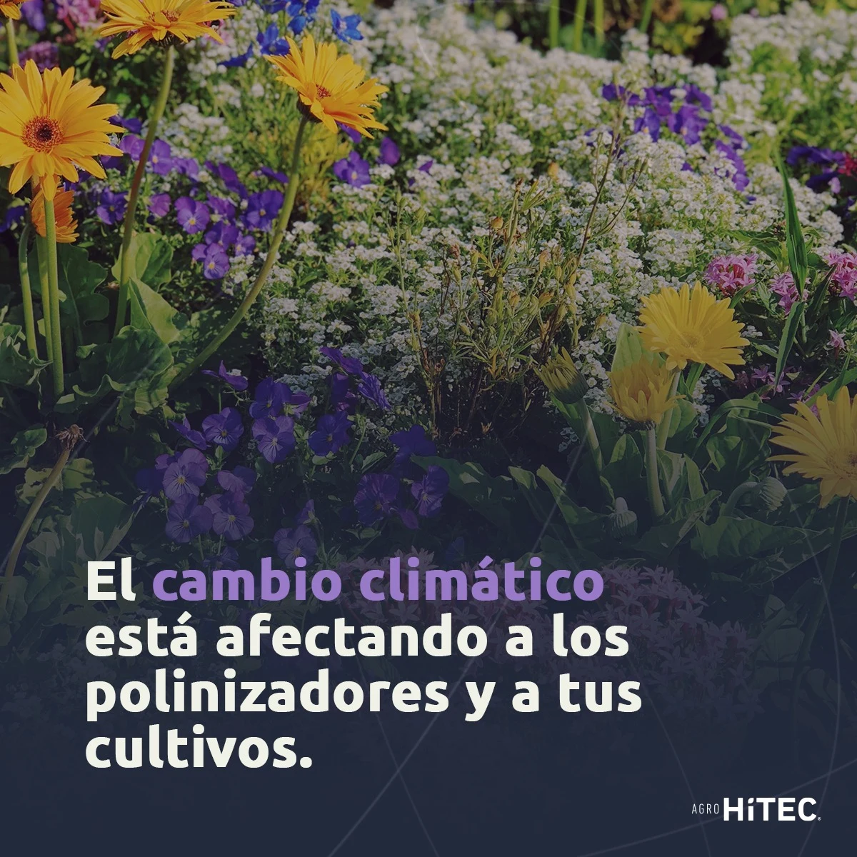 Pieza informativa aportada por AgroHiTEC: Polinizadores y clima