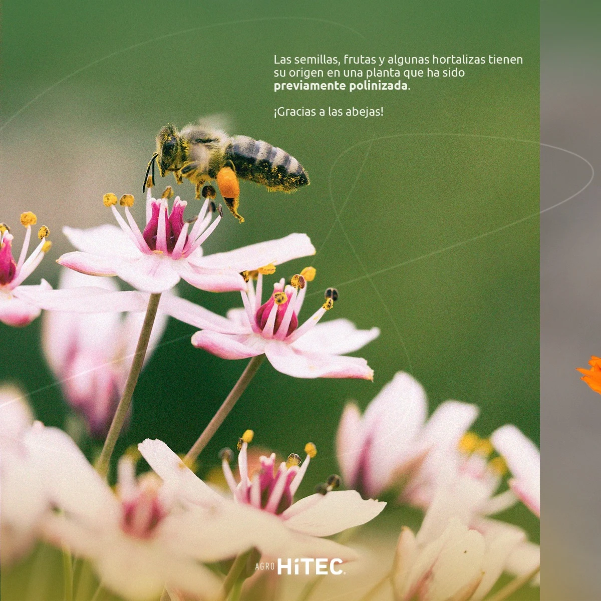 Pieza informativa aportada por AgroHiTEC: Abejas y flores