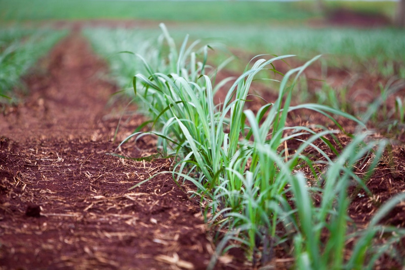 Cultivo de Caña de azúcar en México