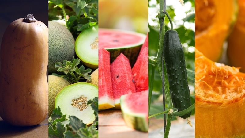 Cultivo de Cucurbitáceas en México