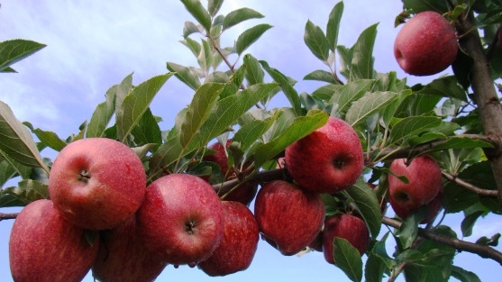 Cultivo de Manzana en México