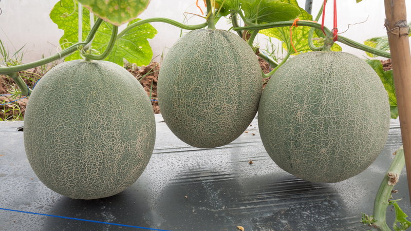 Cultivo de Melón en México