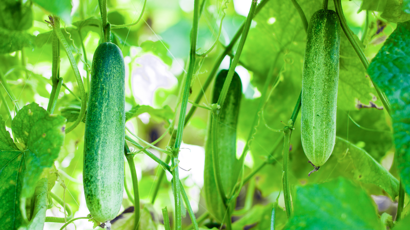 Cultivo de Pepino en México