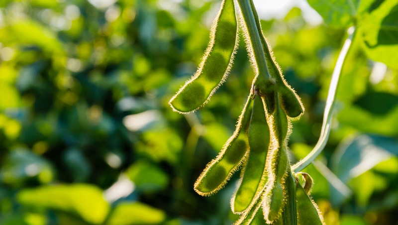 Cultivo de Soya en México