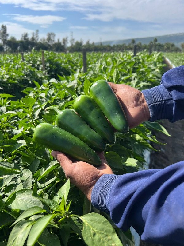 Chile cosechado en la parcela de Tototlán, Jalisco